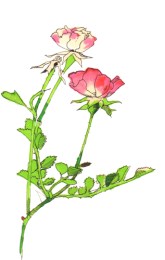 ミニバラ（ Miniature rose）