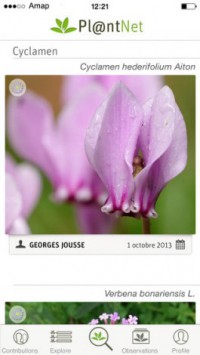Best Plant Identification Apps