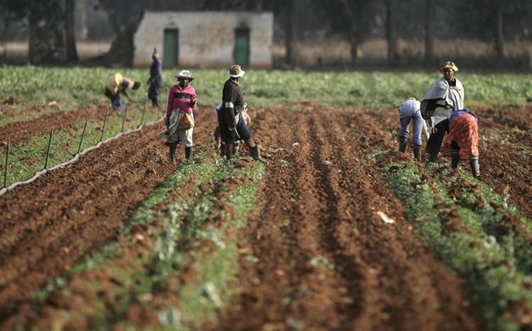 What can be done about badly depleted nitrogen levels in Africa’s soil?