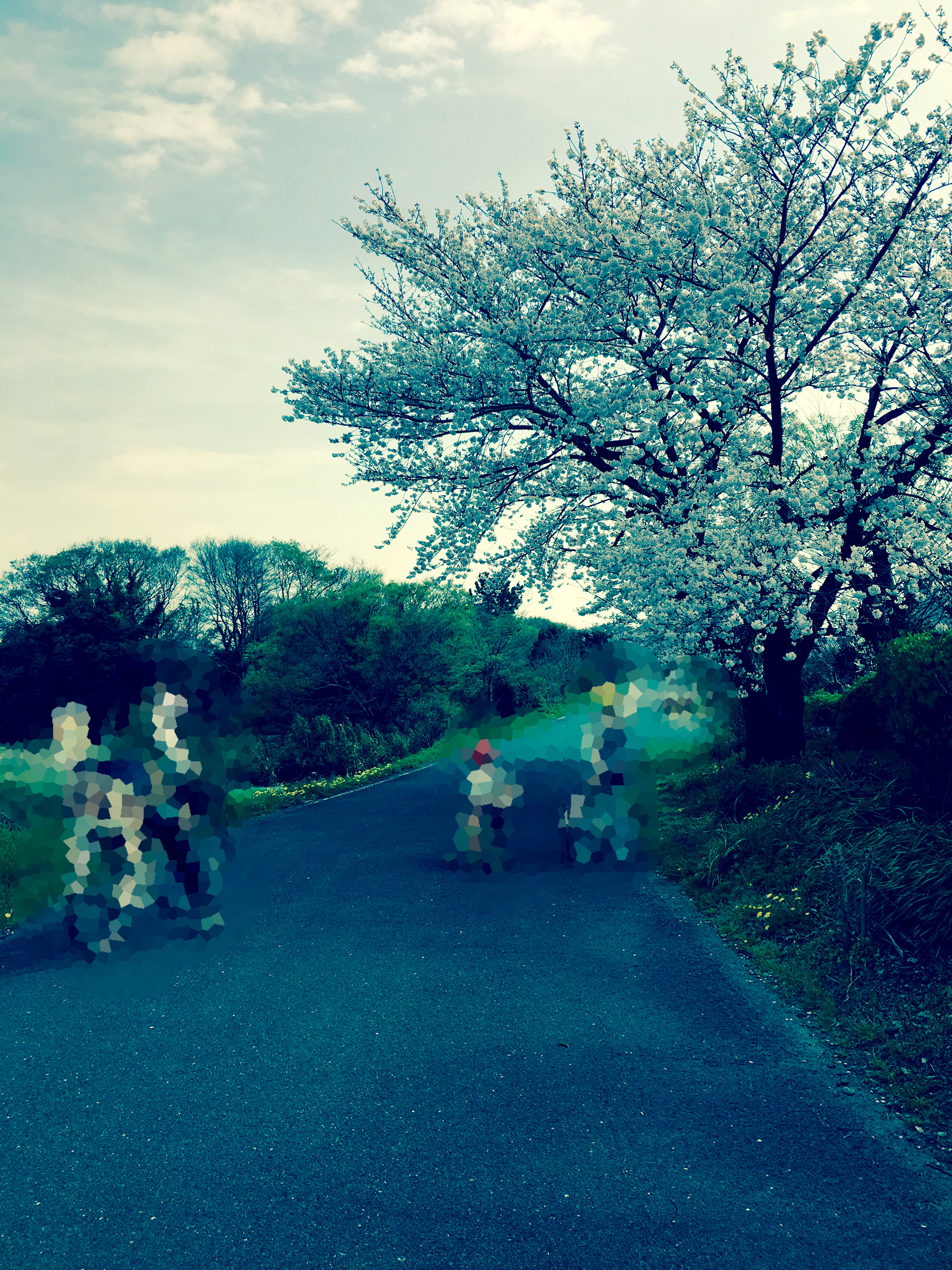 Tour de sakura カフェプロペラ