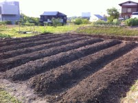 2014年5月　植え付け