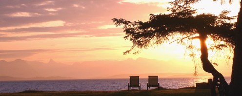 Two Chairs and Tree #1C5D4A