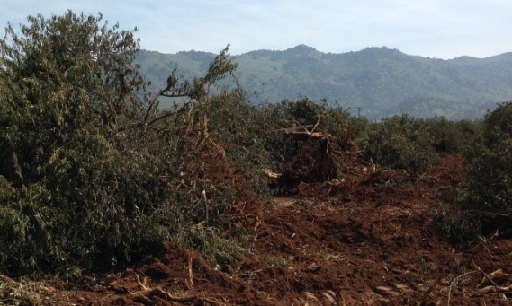 Pulled-out orange trees are early victims of Friant’s zero  water allocation.