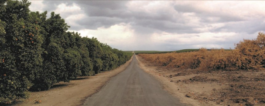 Contrasting conditions in adjoining orange groves in which irrigation has been possible and where water is not available are in-creasingly evident in Friant Division dis-tricts along the foothills where many irri-gated farms are totally dependent upon surface water due to a lack of groundwater. With no Friant water allocation available, many trees are likely to be doomed. Some groves are already being pulled out. 