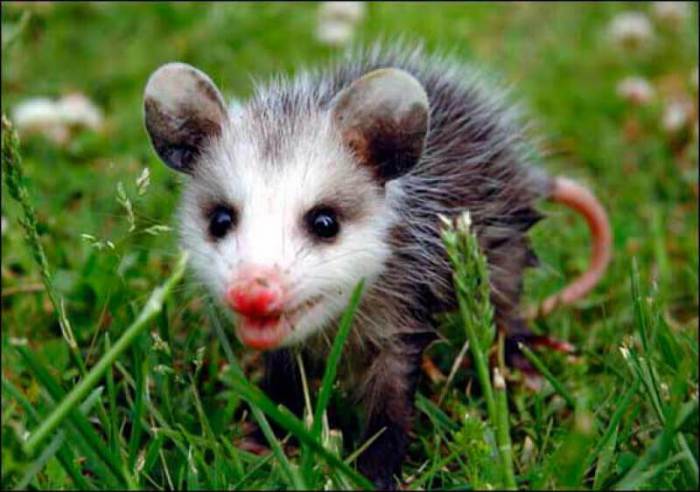What type of food does possums eat