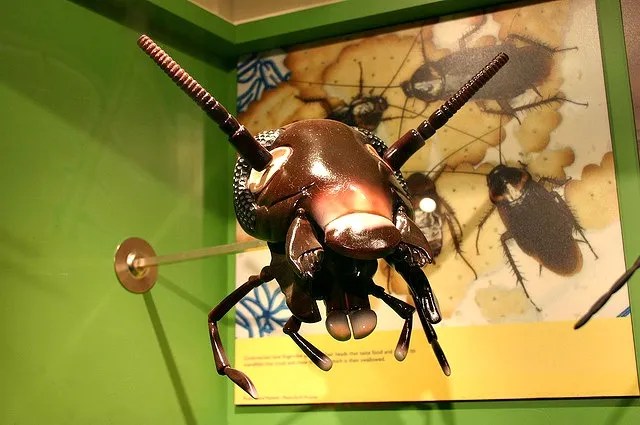 Cockroach_Head_model