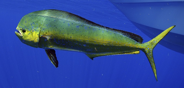 mahi-mahi