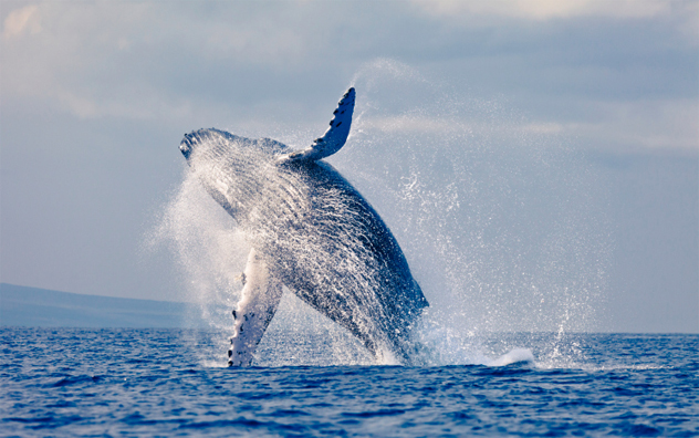 2- whale