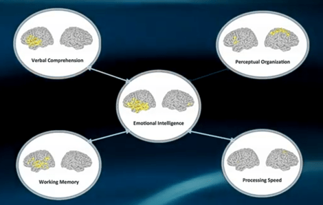 brain processing