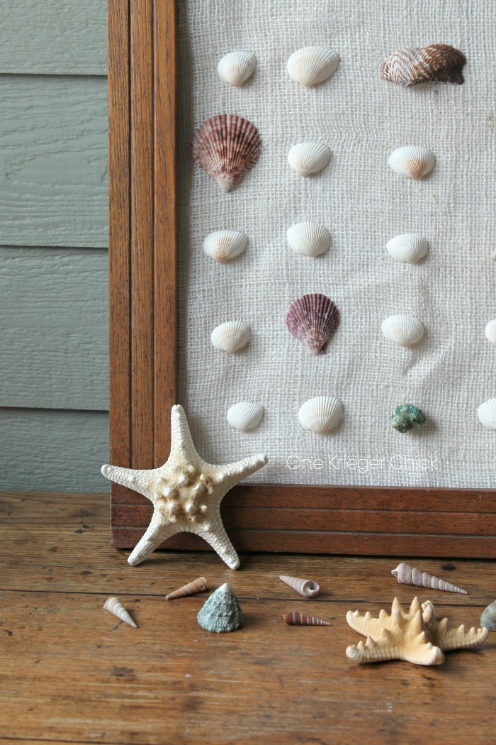 Shell Specimen Art