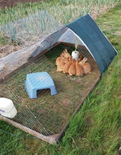 Pasturing Rabbits SAFELY in a mobile 'tractor'