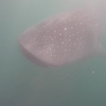 Whale shark Donsol