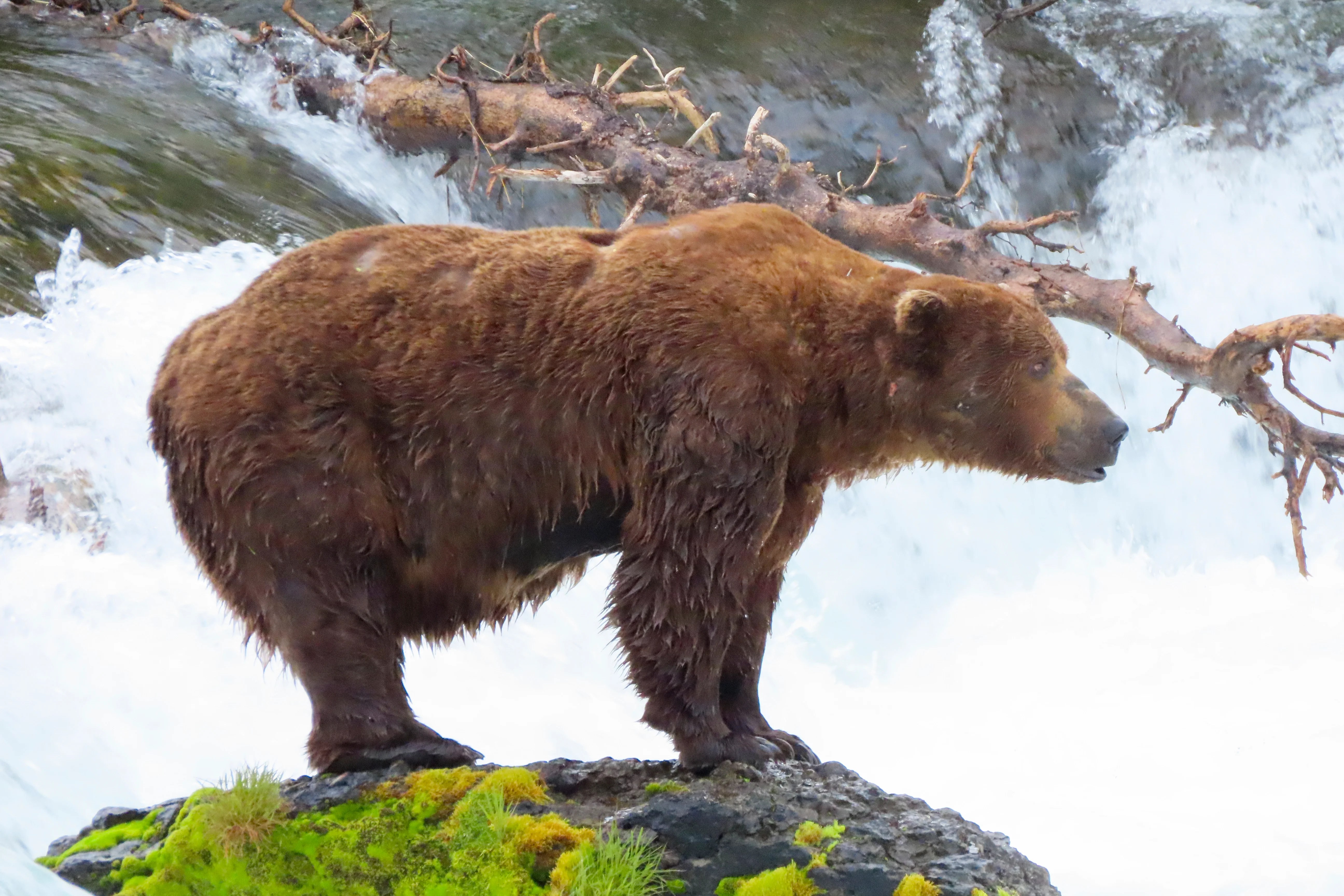 Fat Bear Week: Chunk, the heavyweight bear with a broken jaw, finally wins Fat Bear Week: Chunk, the heavyweight bear with a broken jaw, finally wins