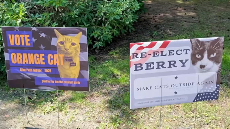 Claws are out in small town Massachusetts after a cat mayoral election race was hijacked by other animals Claws are out in small town Massachusetts after a cat mayoral election race was hijacked by other animals