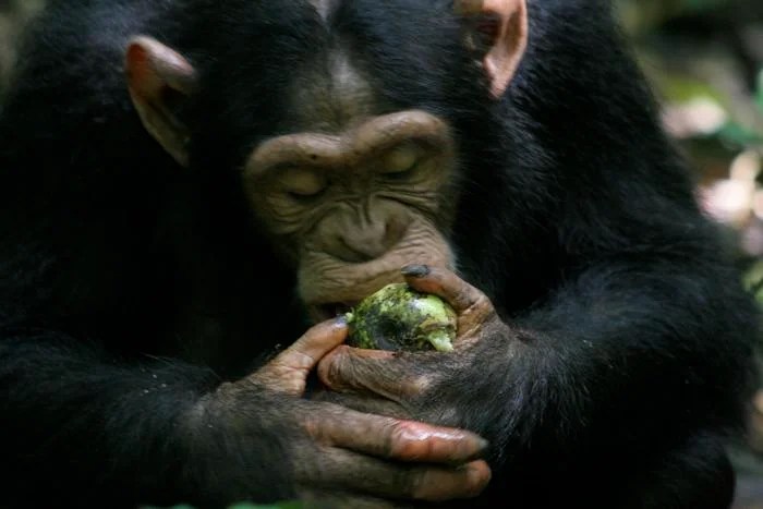 Want a glass of wine with dinner? Blame our ape ancestors Want a glass of wine with dinner? Blame our ape ancestors