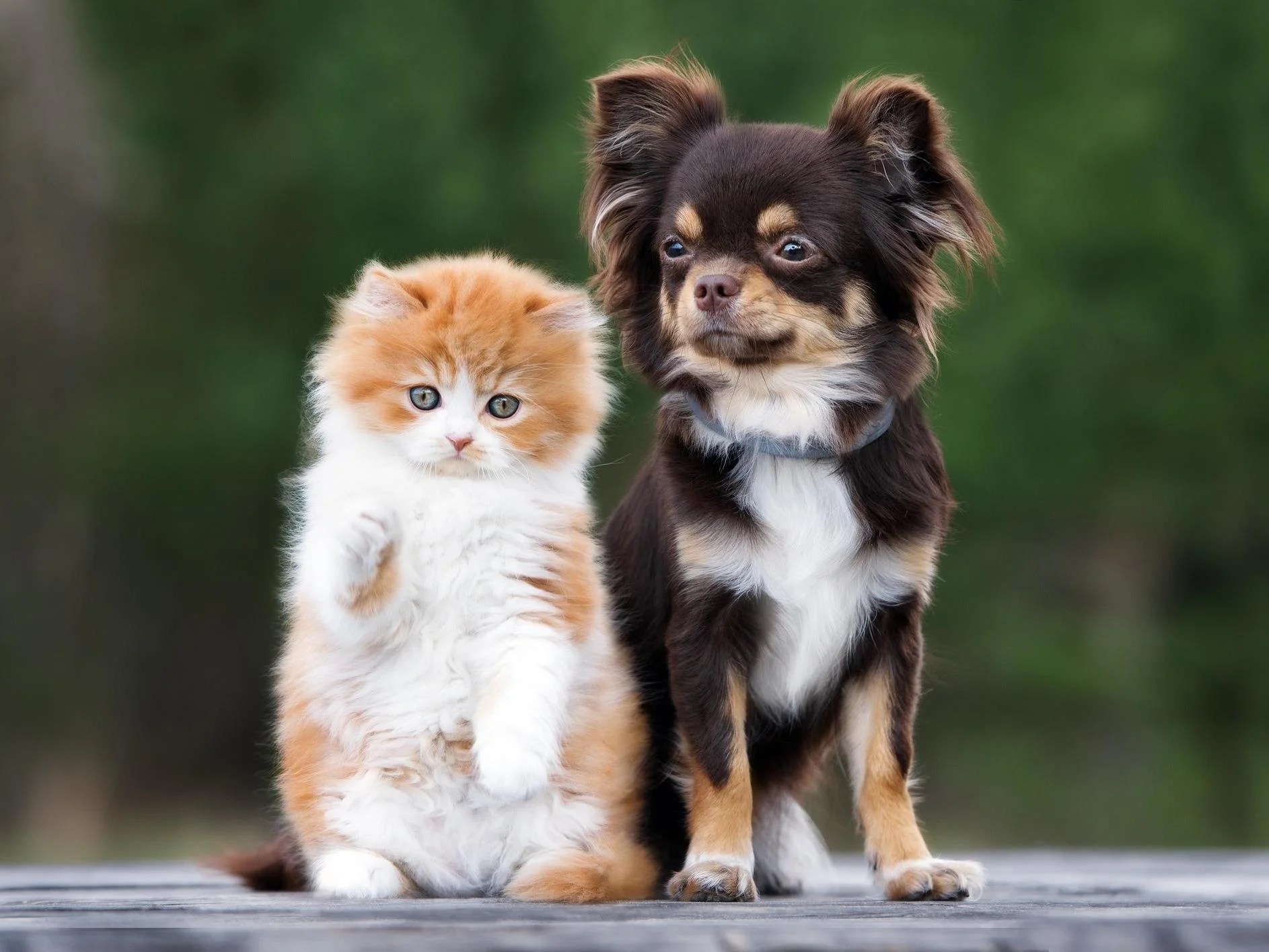 Online pet supply store Chewy faces class-action lawsuit and is accused of overcharging customers Online pet supply store Chewy faces class-action lawsuit and is accused of overcharging customers