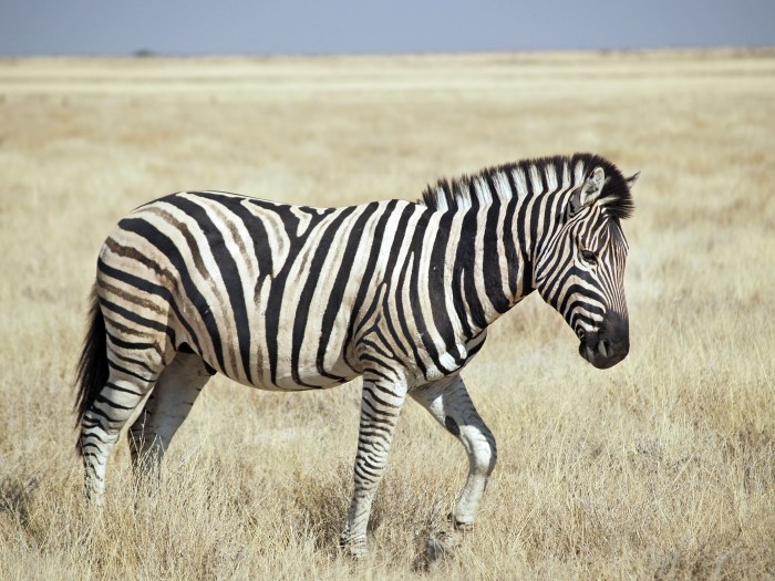 Zebra designer download