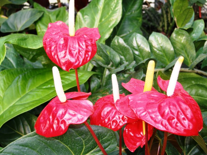 Tanaman Anthurium Konde
