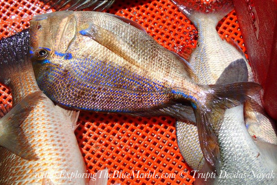 Catch of the day Isla Holbox Mexico