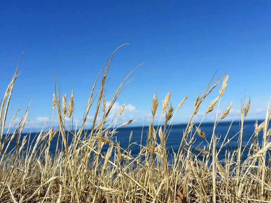 Wind GIF Grass