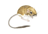 Kangaroo Rat