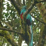 Biotopo del Quetzal Mario Dary Rivera, Baja Verapáz Guatemala