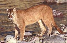 cougar