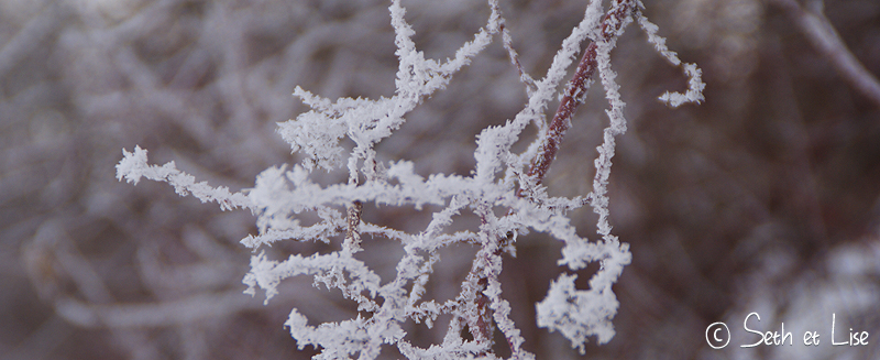 blog voyage canada photo pvt edmonton hiver river valley branche glace