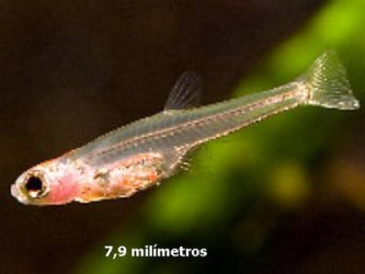 smallest fish