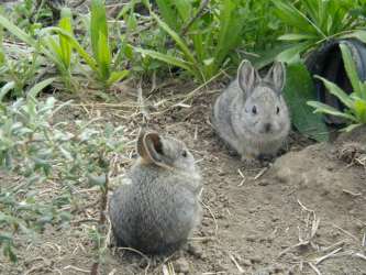 Smallest Rabbit