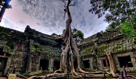 Silk Cotton Trees of Ta Prohm , Cambodia
