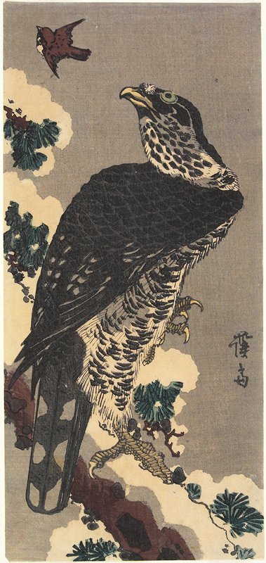 Download printable goshawk coloring page. A Northern Goshawk On A Pine Tree In Snow Aiming At A Sparrow Eisen Mia