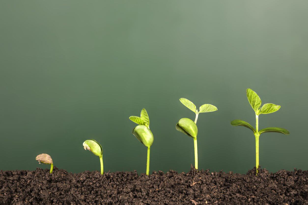 Lead nurturing - Sprouting plants