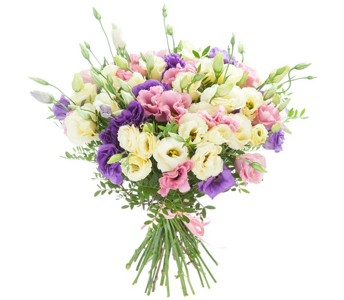Eustoma Jpg