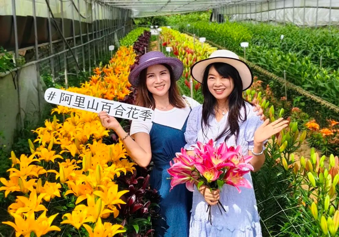 10月沉浸式的浪漫體驗    在阿里山百合花季