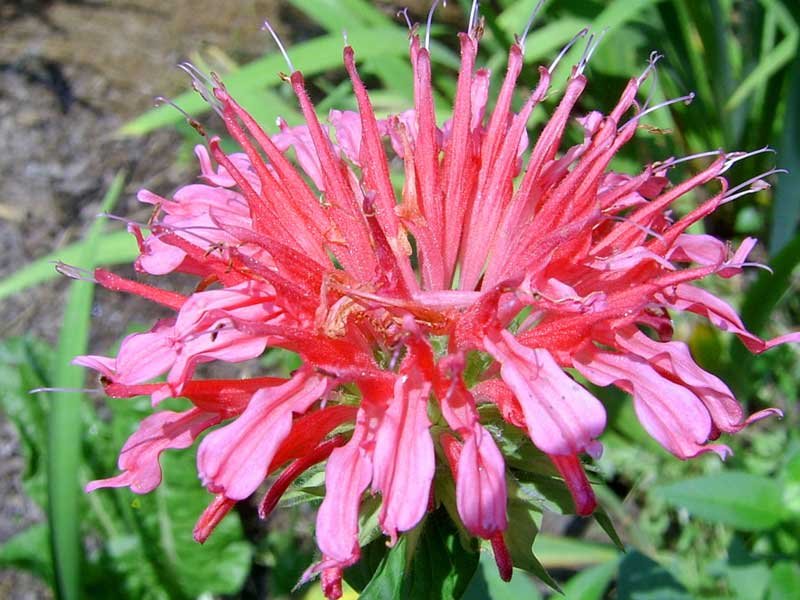 モナールの花の有用な特性 モナードの花 その薬効と禁忌 挿し木によるモナルダの繁殖