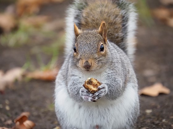 Pl 50 200mm Zoom Creep And Loose Mount Micro Four Thirds Talk Forum Digital Photography Review