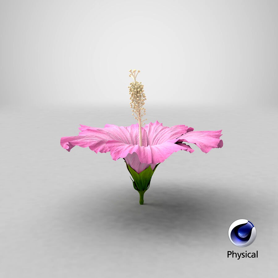 Hibiscus Flower Pink 3d Model