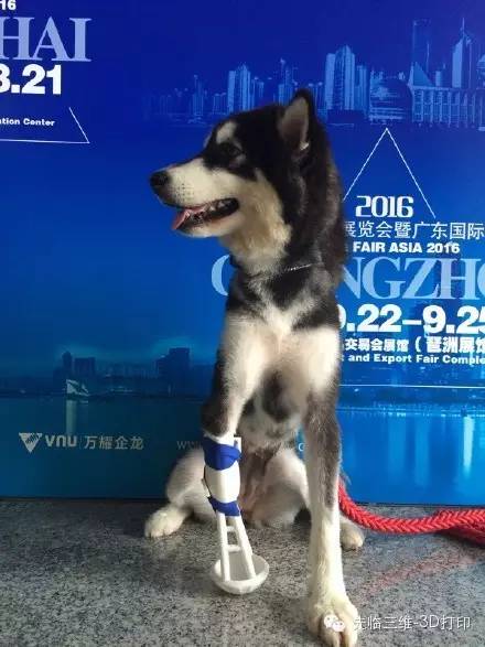 Malamute Puppy Gets New Lease On Life With 3d Printed Prosthetic Leg 3dprint Com The Voice Of 3d Printing Additive Manufacturing