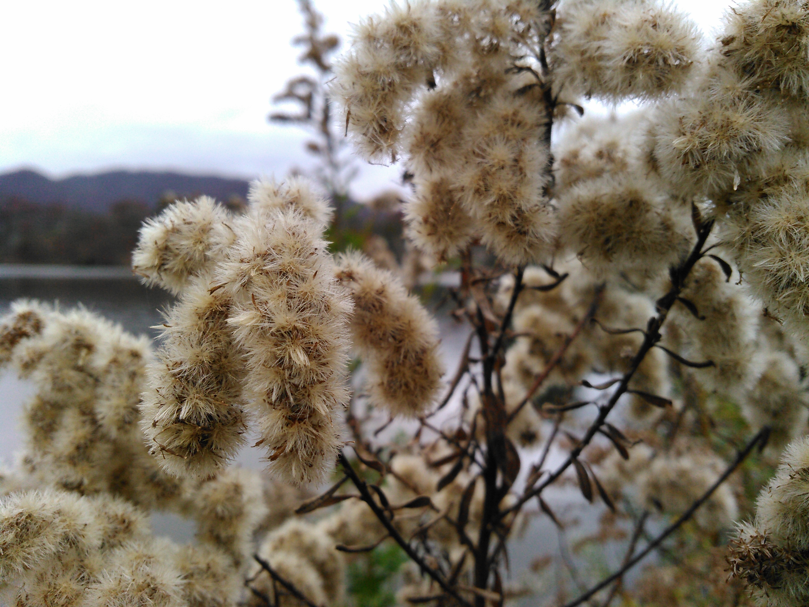 This device is also known as kyocera c6730. Kodak Sport C123 Kyocera Hydro Icon Comparison Kodak Talk Forum Digital Photography Review