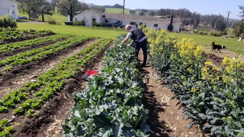 Dj equipment can be expensive, but dj apps can be free. Puff Buds And Broccoli Thrive At Sonoma Hills Farm 48 Hills