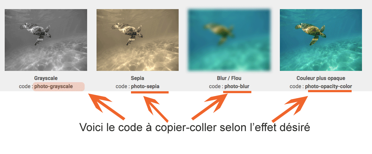 Ajouter des effets au survol de la souris sur une image - 6temFlex - Créer  un site Internet professionnel basé sur Wordpress