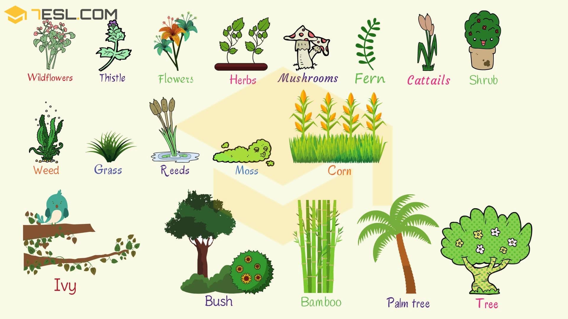 The characteristics separating a tree from other plant organisms, such as a. Plant Names List Of Common Types Of Plants And Trees 7esl