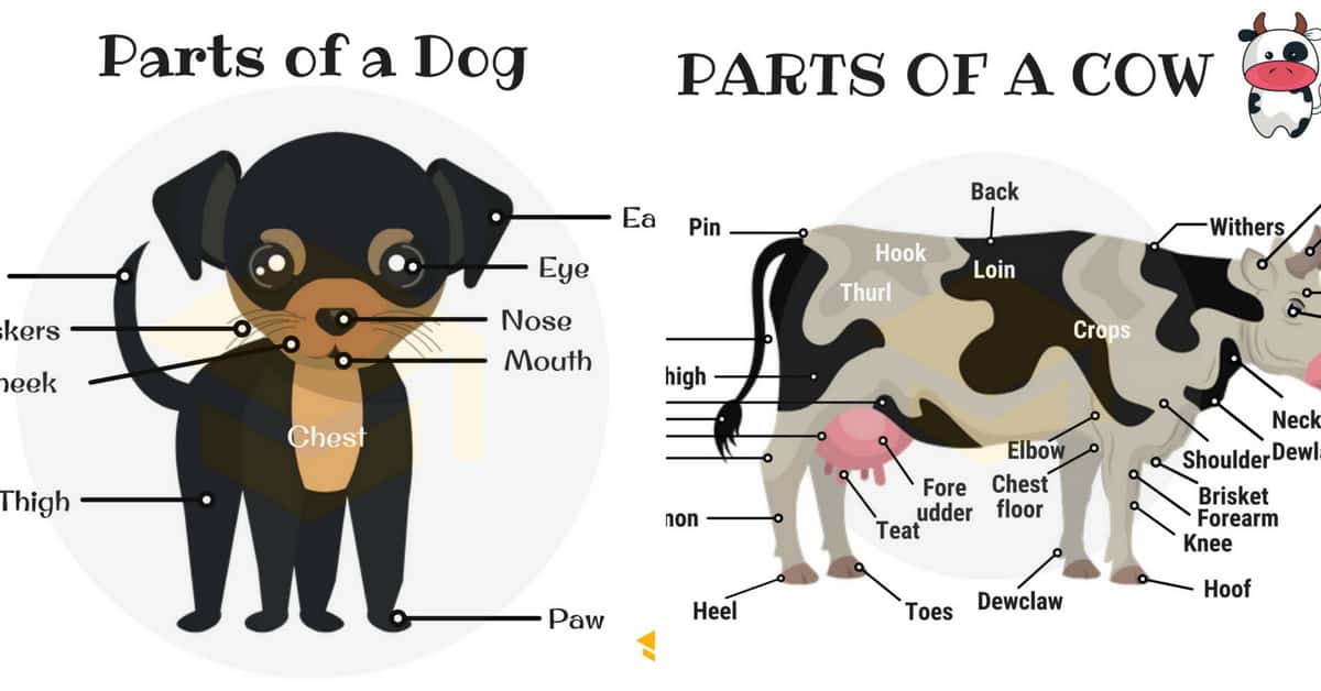 Download Animal Pic PNG