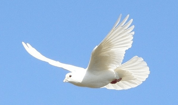 какая порода голубей летает выше и дольше. Смотреть фото какая порода голубей летает выше и дольше. Смотреть картинку какая порода голубей летает выше и дольше. Картинка про какая порода голубей летает выше и дольше. Фото какая порода голубей летает выше и дольше какая порода голубей летает выше и дольше. Смотреть фото какая порода голубей летает выше и дольше. Смотреть картинку какая порода голубей летает выше и дольше. Картинка про какая порода голубей летает выше и дольше. Фото какая порода голубей летает выше и дольше