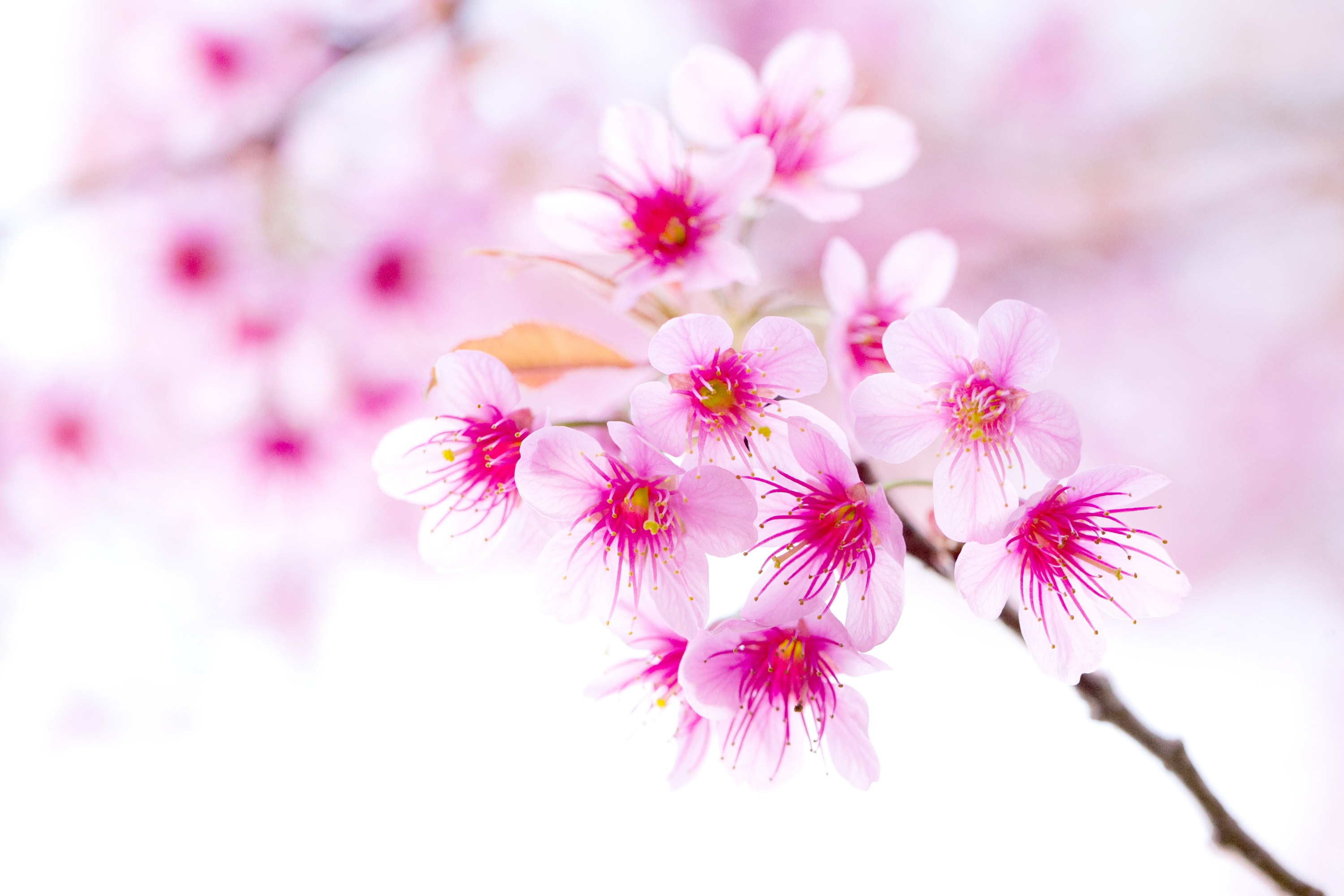 Choose from a curated selection of japanese sakura blossom photos. Sakura Flower Hd Wallpapers 7wallpapers Net