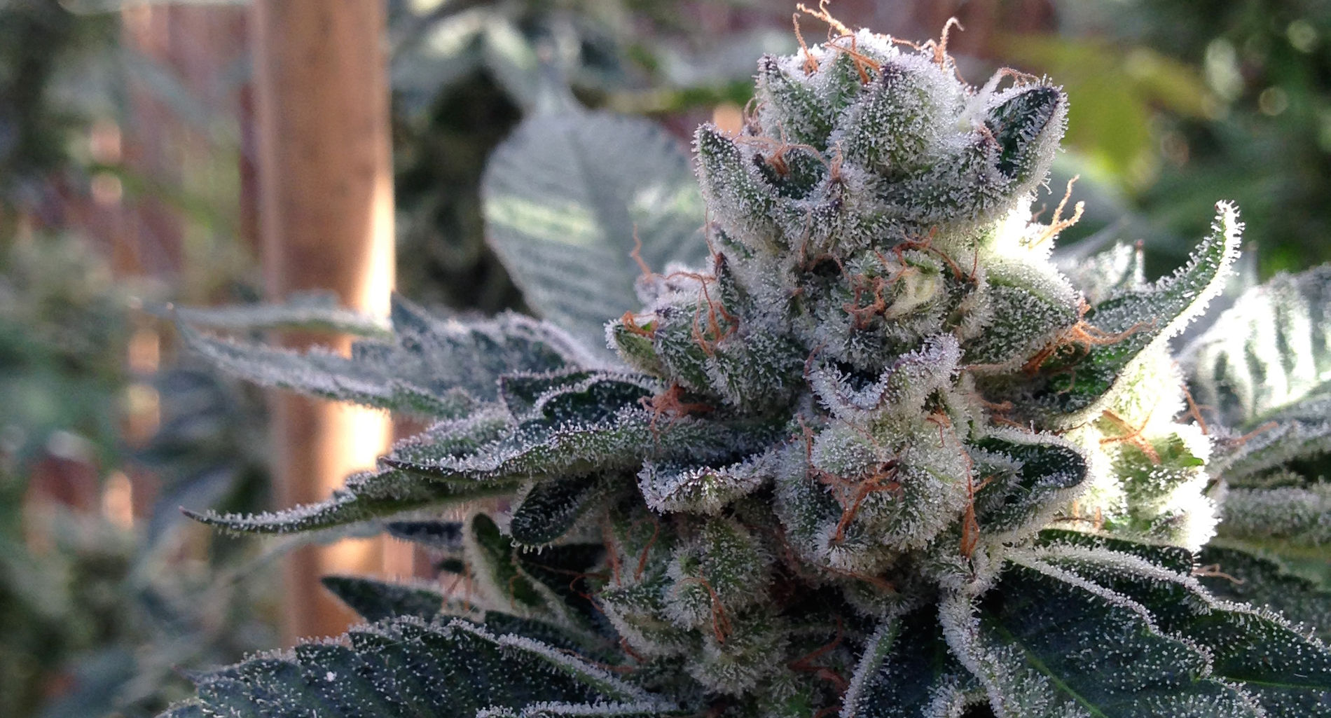 At 808 genetics, we are passionate about the progression of cannabis, and breed our prized cultivars to create new, unique, and effective varieties. 808 Genetics Hawaiian Cannabis Seeds Old World Cannabis Landrace Genetics