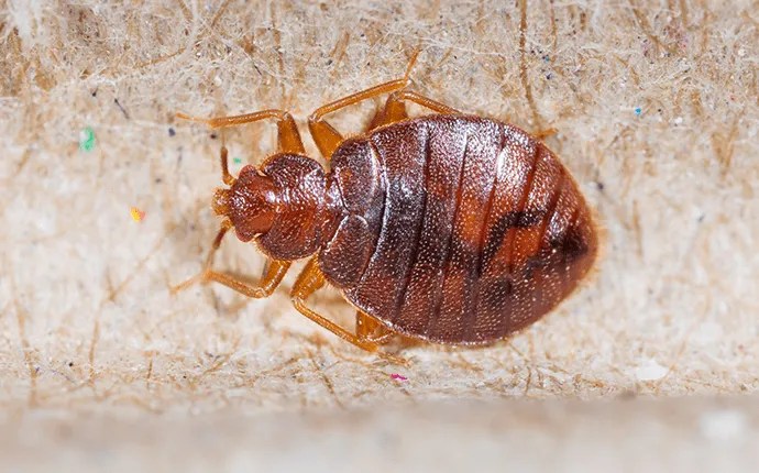 Bed bugs can be a real nuisance if they get into your home. What Does A Professional Bed Bug Treatment Look Like Bed Bugs