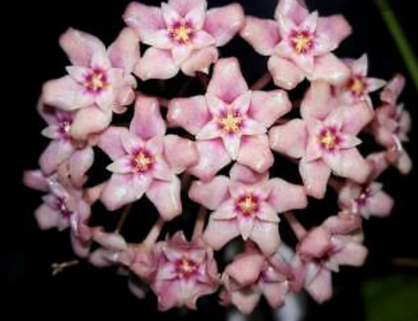 My best advice for growing hoya sp. Hoya Sp Ut 163 Epc 898 8582888322 Oficjalne Archiwum Allegro