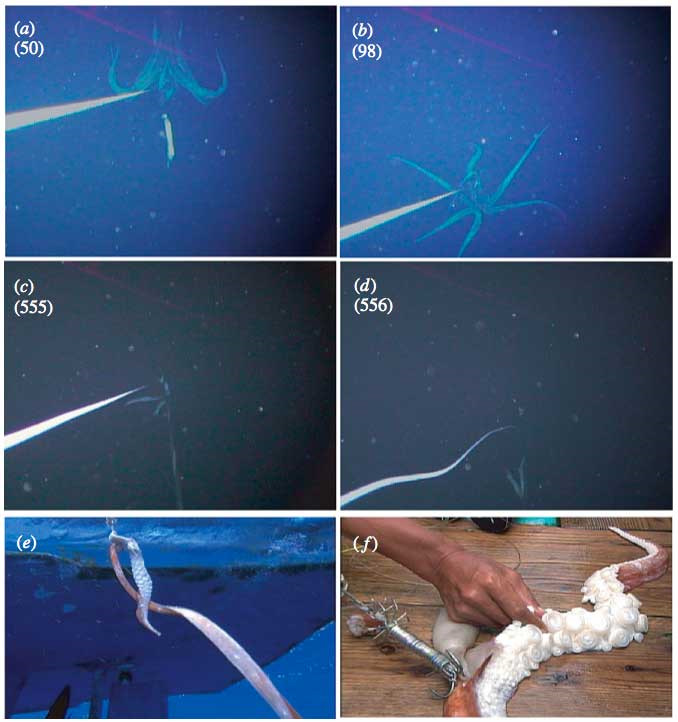 как нарисовать кракена